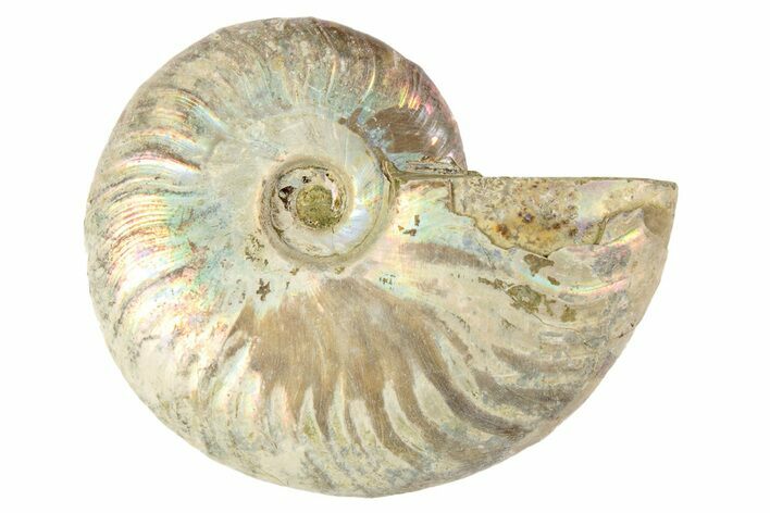 2.85" Silver, Iridescent Ammonite Fossil - Madagascar